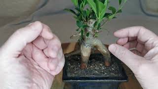 23  Rescuing a Ficus Microcarpa Ginseng Bonsai Pt 1 [upl. by Crowell]