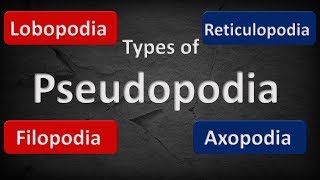 TYPES OF PSEUDOPODIA  COMPARISON [upl. by Llerrehs500]