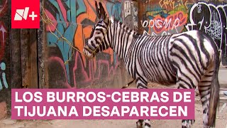 Defensores de animales ganan Tijuana le dice adiós a los icónicos BurrosCebras  N [upl. by Plumbo]