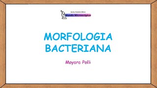 MORFOLOGIA BACTERIANA Quais são as Principais Formas das Bactérias [upl. by Natam]