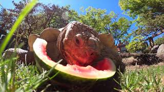 Giant Tortoise Goes On A Watermelon Hunt [upl. by Filip942]