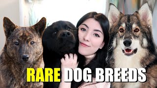 10 RARE Dog Breeds Youve probably Never Heard Of [upl. by Lazare]