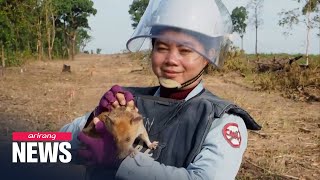 African giant pouched rat wins gold medal for sniffing out mines in Cambodia [upl. by Krusche]