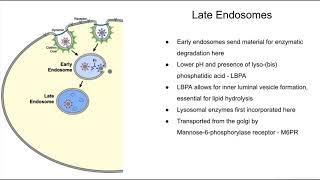 Summary of the endocytic pathway and lysosomal dysfunctions [upl. by Oah795]