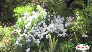 Garden Tip Prune Candytuft To Keep It Blooming All Summer Long [upl. by Kingsley439]