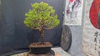 repotting my lemon cypress [upl. by Alahsal]