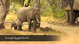 Essential Destinations  Selous  Lake Manze and Baby elephant in camp [upl. by Eiramlehcar396]