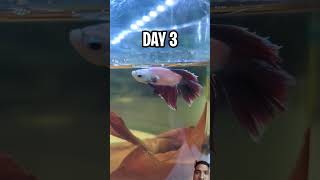 Betta fish treatment aquarium fishing petsloverytshorts [upl. by Helgeson]