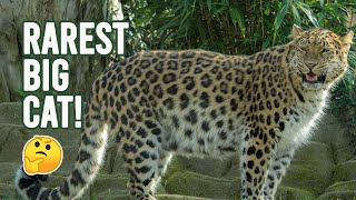 10 Interesting Facts About Amur Leopard  Encyclopedia About Animals [upl. by Saied]