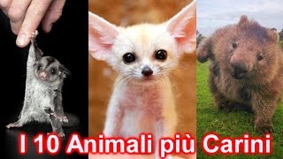 10 STRANI ANIMALI DOMESTICI SUPER DOLCI E COCCOLOSI [upl. by Aynekat762]