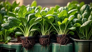 Useful Gardening Tips Vegetables on Balcony and Rooftops for Beginners [upl. by Primaveria845]