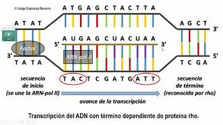 REPLICACIÓN DEL ADN EN EUCARIOTAS [upl. by Hillegass]