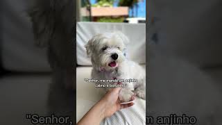 Mudou completamente 😳 cachorros cachorro filhote pets pet shorts short viralvideo [upl. by Artinak]