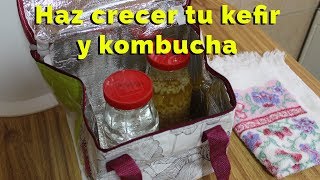 Haz crecer tu kefir y kombucha en clima frío tibicos bulgaros etc [upl. by Nalahs]