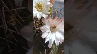 Double flowering Rose  White gymnocaliciummihanovichii var sp [upl. by Agostino777]