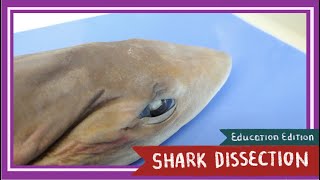 Dogfish Shark Dissection  Sink or Swim EDU [upl. by Hut]