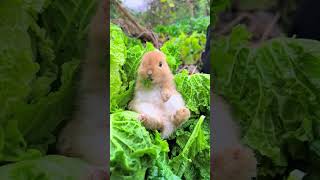 Rabbit natural eat lettuce [upl. by Sikata270]