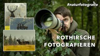 ROTHIRSCHE fotografieren  Abenteuer Naturfotografie [upl. by Heindrick]