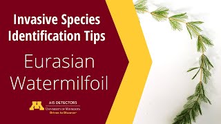 Identification Tips Eurasian Watermilfoil Myriophyllum spicatum [upl. by Rettke511]