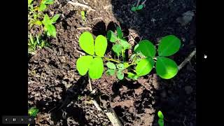 Arachis pintoi como alternativa agroecológica para el manejo integral del cultivo de limón persa [upl. by Rauscher]