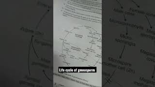 life cycle of gymnosperm Bio neet neet2023 needforspeed neetmotivation [upl. by Ardnalahs]