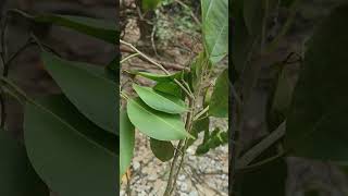 Camphor tree branch [upl. by Jacobah]