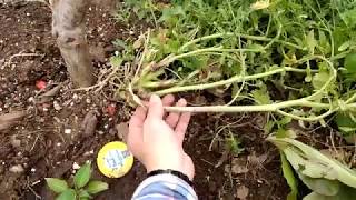 How to harvest arugula seeds from its plant [upl. by Ika]