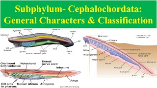 Cephalochordata  General Characters of cephalochordata  Classification of Cephalochordata [upl. by Asirrak926]