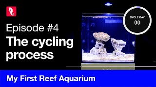 My First Reef Aquarium episode 4  The cycling process [upl. by Ellingston487]