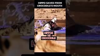 HIPPOS VS CROCODILE  Hippo saved from a crocodile by other hippopotamus hippo [upl. by Arand]