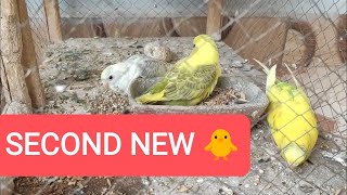 Second new budgie chick now out with family [upl. by Ekle230]