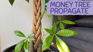 MONEY TREE GROWTH  Pachira Aquatica [upl. by Tuddor877]