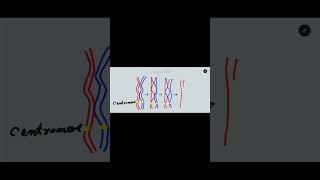 Crossing over in meiosis one Synapsis bivalent tetrad and chiasmata formation [upl. by Dami]