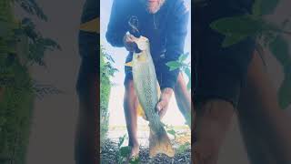 Sea trout weakfish SaltwaterFishing [upl. by Clywd]