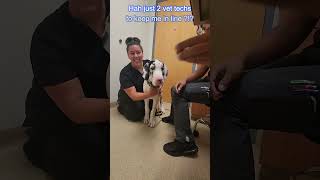 63 lb 29 kg at 16Week Great Dane Puppy  Vet Visit 💉puppyvaccination vetvisit distemper [upl. by Funk901]