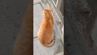 El gato quiere ir ala calle [upl. by Sivlek]