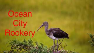 Ocean City Rookery white ibises [upl. by Virgina]