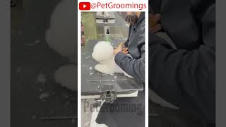 Adorable Bichon Gets a FRESH Lookpets doggroominglife cutepet puppy groominglife dogbreed [upl. by Landon]