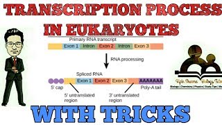 Transcription process in eukaryotes  splicing  capping  tailing  NCERT lecture [upl. by Hannahc]