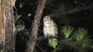 GIANT OWL Talking to a Barred Owl Call [upl. by Atnoved]