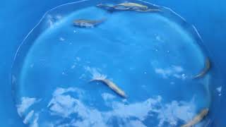 Blue Rainbow Trout  Oncorhynchus mykiss  MF Aquatics [upl. by Ettenna]