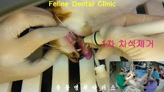 Feline Dental Clinic 고양이 치과 치료 [upl. by Niattirb]