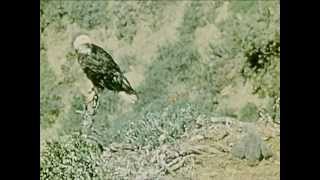 Bald Eagle Video Southern Bald Eagle  CharlieDeanArchives  Archival Footage [upl. by Yrol412]