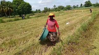 Pasteur Moise JOSEPH TAP REKOLTE PREMYE RECOLTE DU RIZ LI NAN PLÈN NAN ENVIRON 7 CARREAU TÈ [upl. by Anilatac]