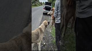 Heartbroken She Laid On Roadside Days Waited For Her Defunct Puppy Who Was Hit By Car [upl. by Martine]