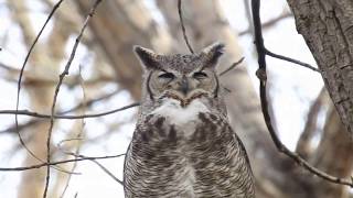 Owl Hooting [upl. by Eastman]