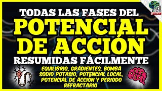 ⚡ POTENCIAL DE ACCIÓN ⚡EL MEJOR RESUMEN REPOSO LOCAL ACCIÓN Y REFRACTARIO PASO A PASO FÁCIL [upl. by Adnima]