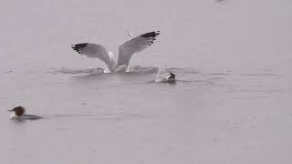 Herring Gulls [upl. by Nolava]