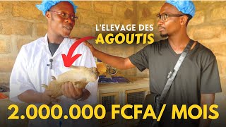 Gagner de largent avec les AGOUTIS  lélevage qui rapporte en Afrique [upl. by Kusin]