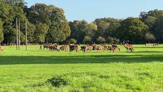 Edelherten en hindes in het New Forest National Park in Engeland [upl. by Marcie92]